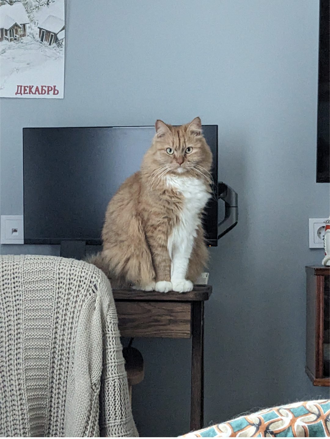 Lost Cat in Birmingham, England — listing photo