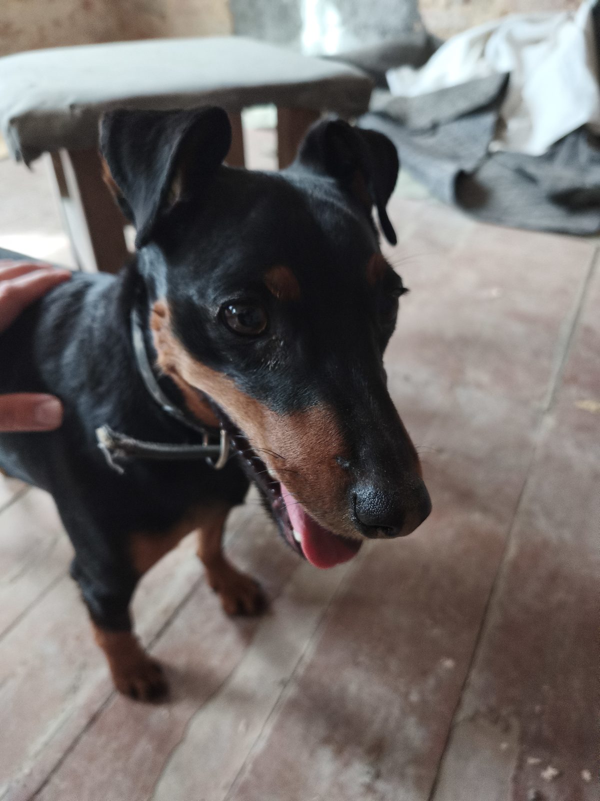 Found Dog in York, England — listing photo