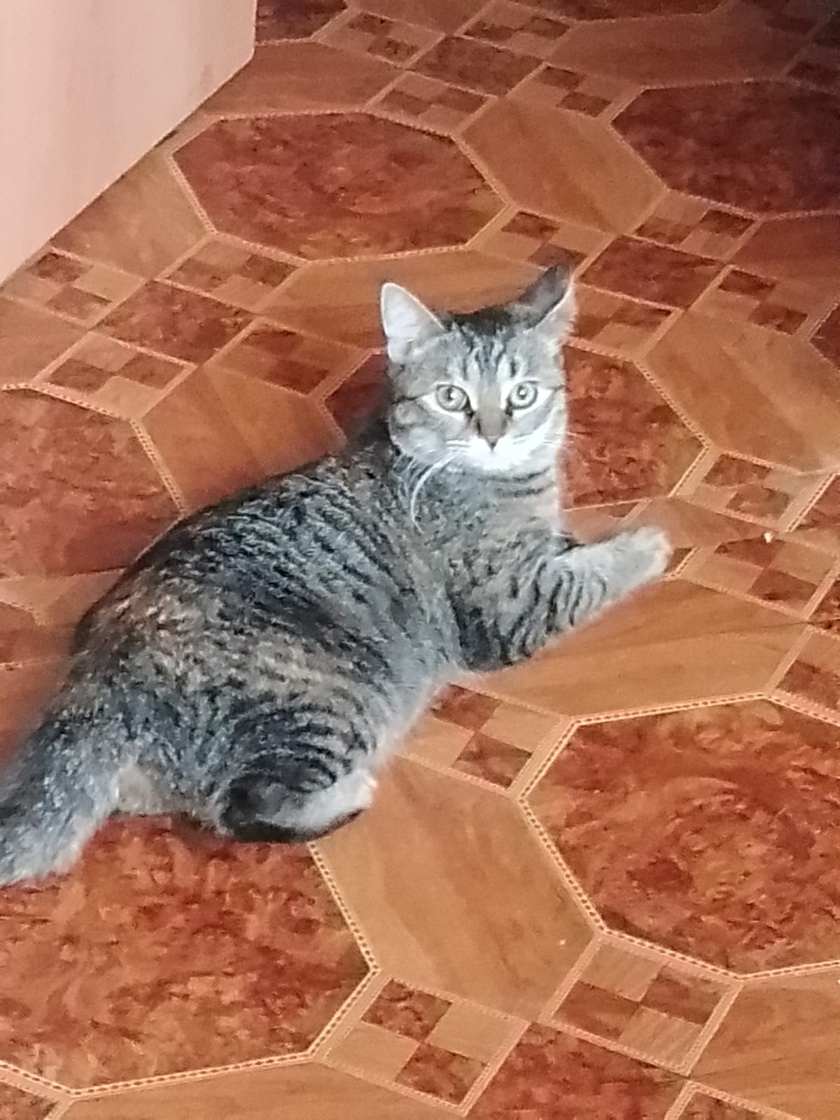 Lost Cat in Birmingham, England — Have you seen this cat in Birmingham?