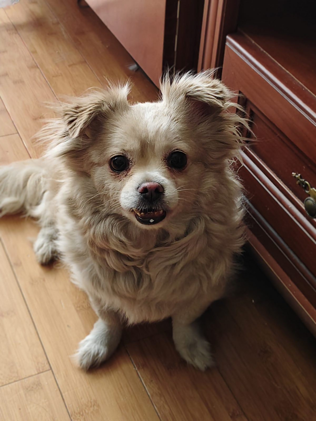 Found Dog in Derby, England — listing photo