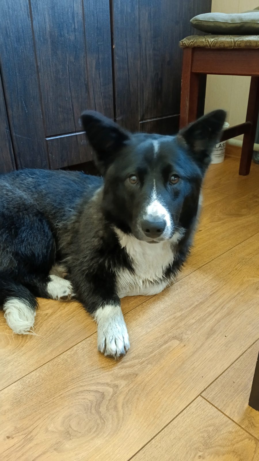 Found Dog in Swansea, Wales — listing photo