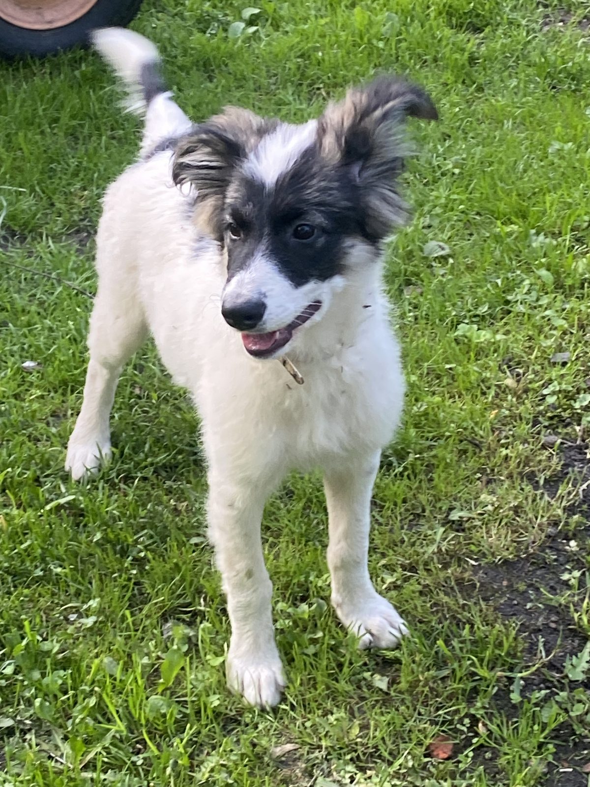 Found Dog in Reading, England — Dog found safe in Reading