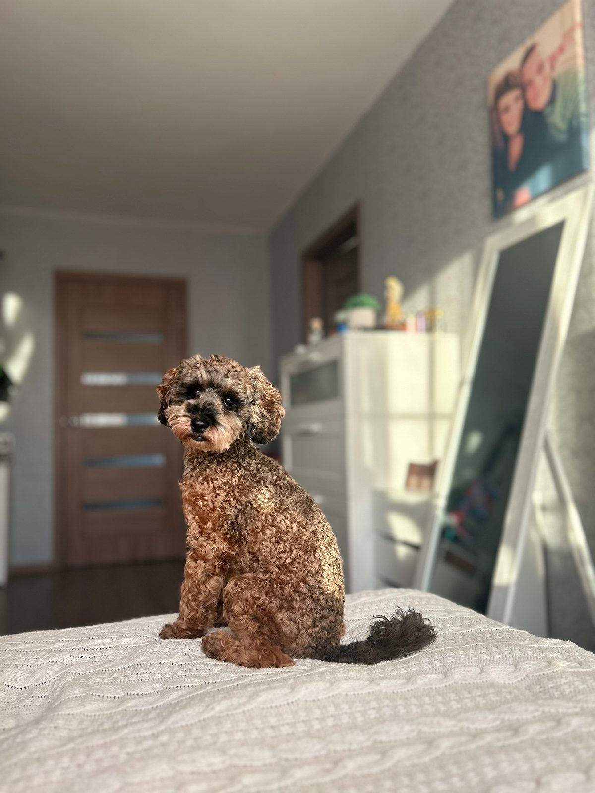 Lost Dog in Sunderland, England — listing photo
