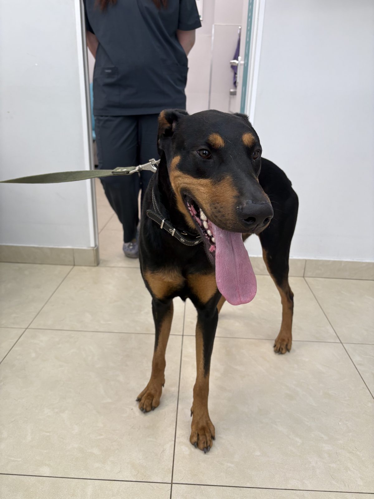 Found Dog in London, England — Stray dog found in London