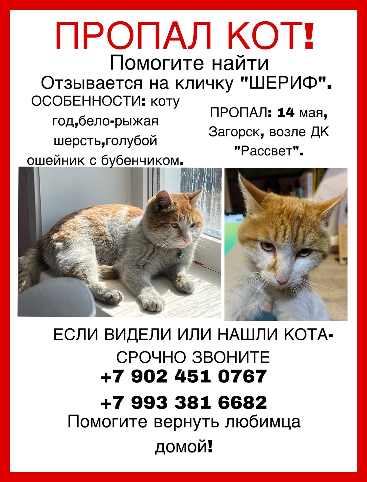 Lost Cat in Bristol, England — listing photo