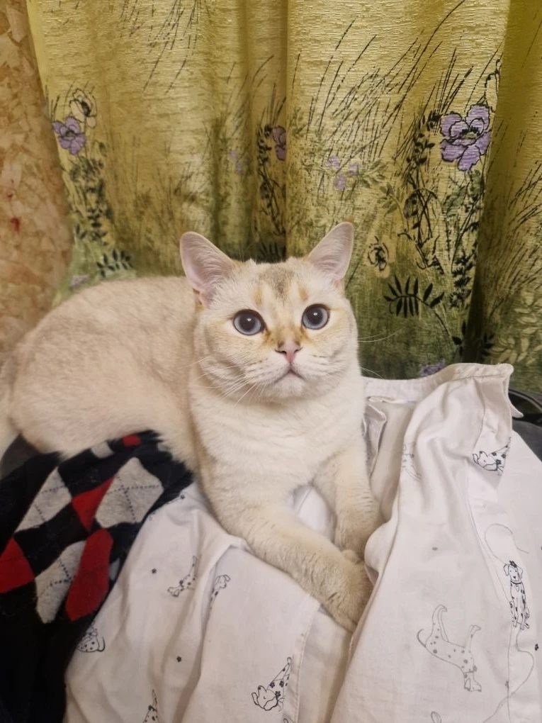 Lost Cat in Oxford, England — listing photo