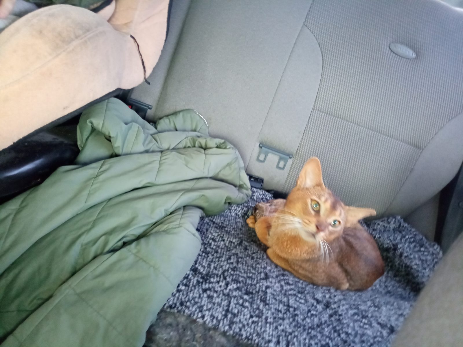 Found Cat in Derby, England — listing photo