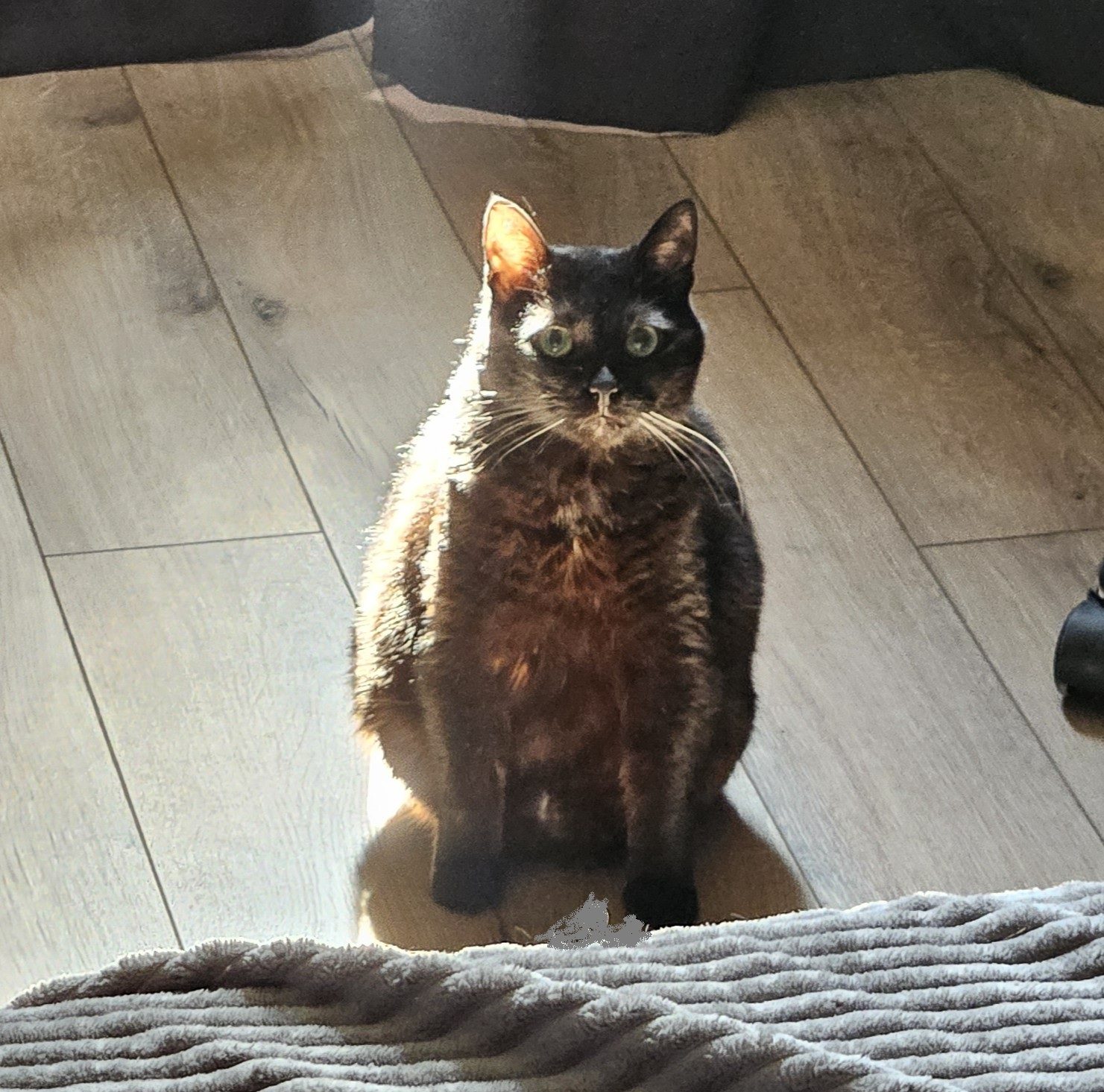 Lost Cat in Bristol, England — listing photo