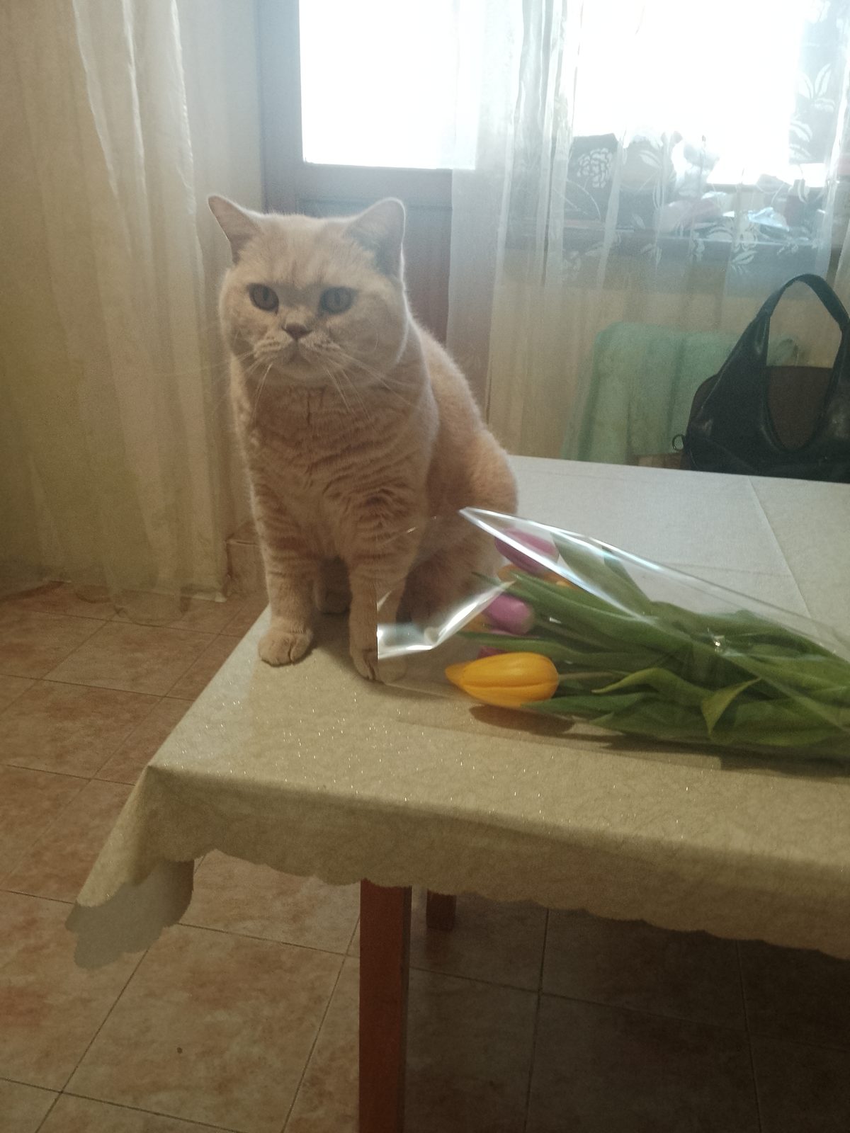 Lost Cat in Dundee, Scotland — listing photo