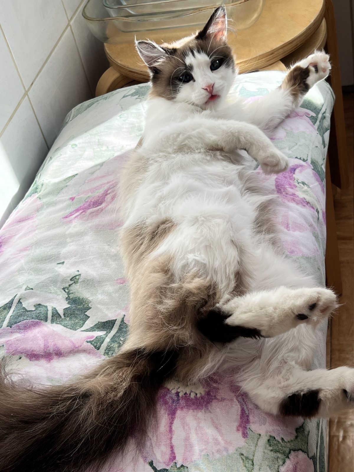 Lost Cat in Watford, England — Have you seen this cat in Watford?