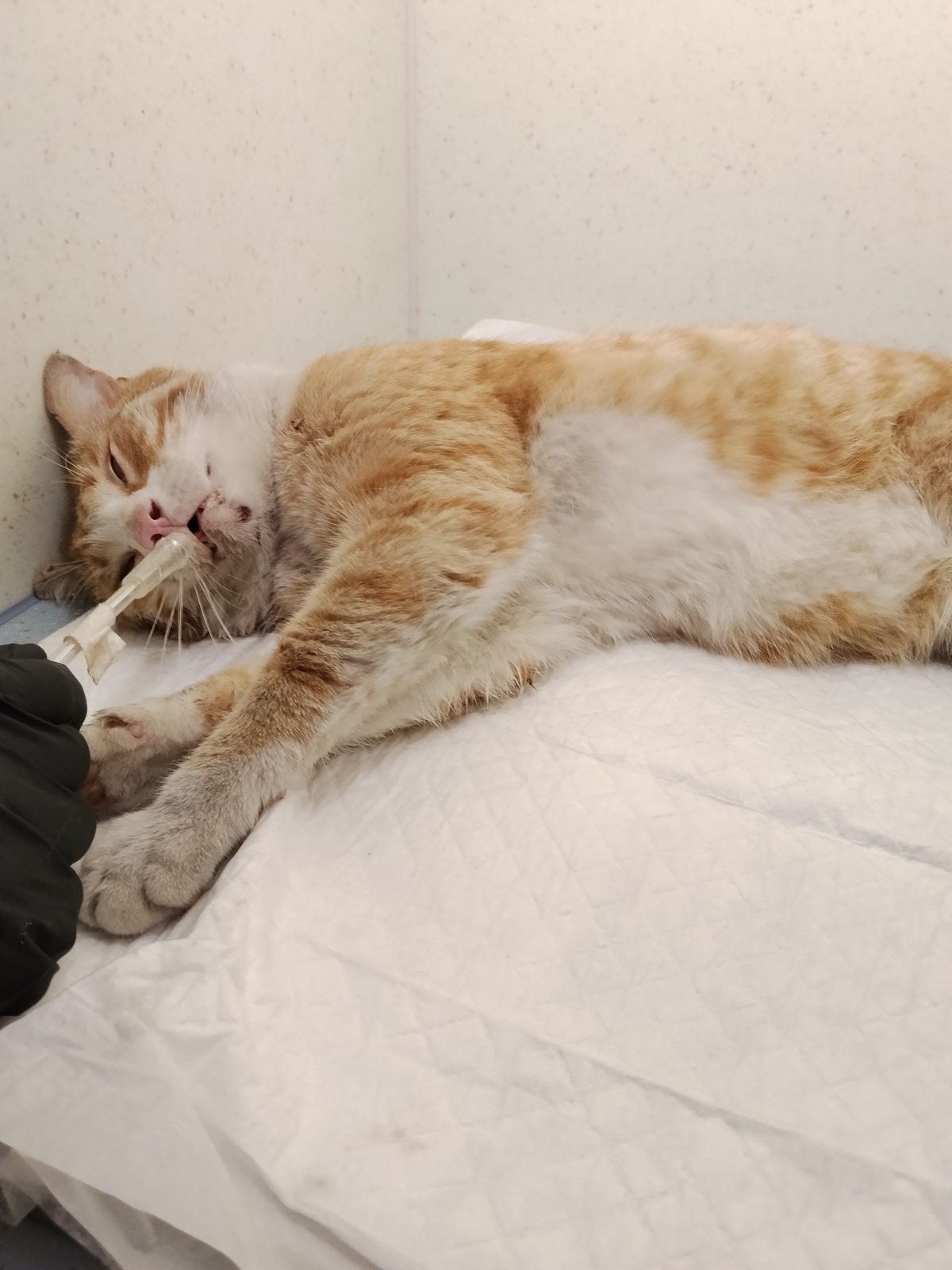 Found Cat in Norwich, England — listing photo