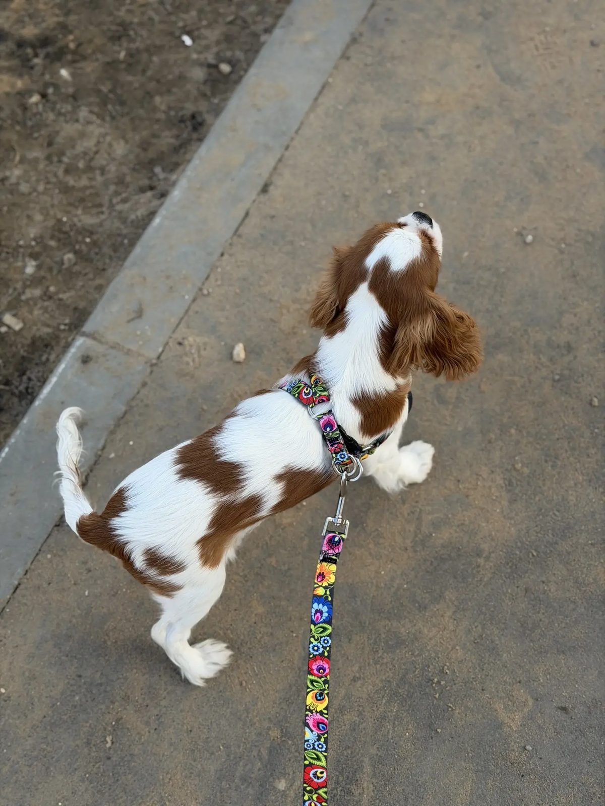 Lost Dog in Luton, England Lost Dog in Luton, England — listing photo