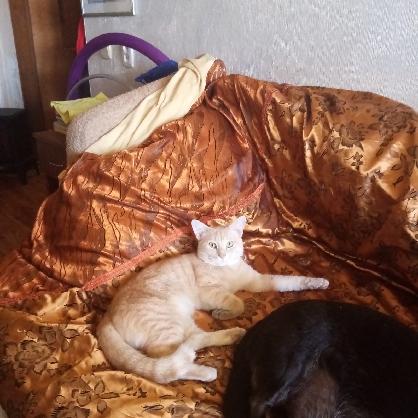 Lost Cat in Glasgow, Scotland — listing photo