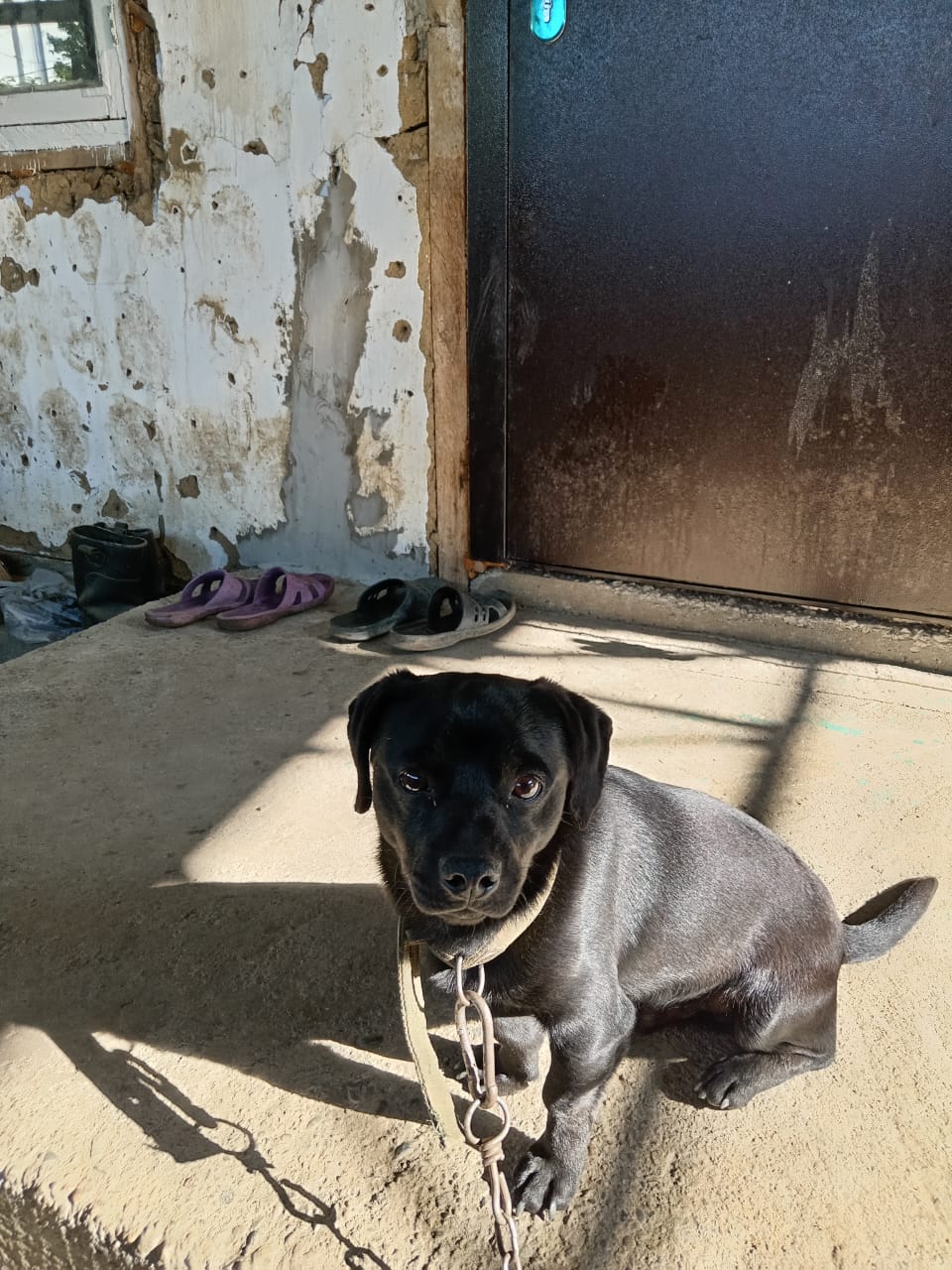 Found Dog in Portsmouth, England — Dog found safe in Portsmouth