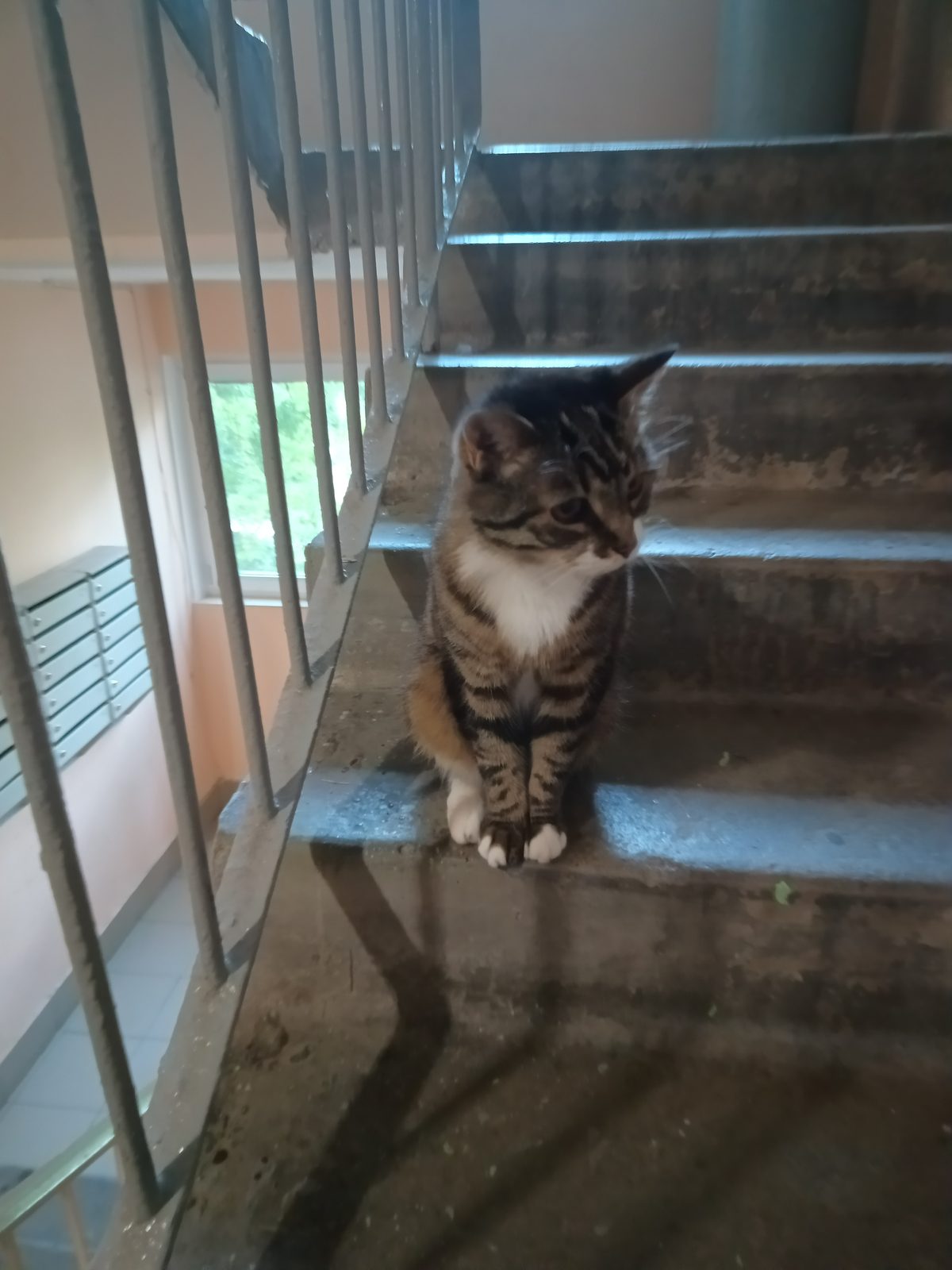 Found Cat in Bristol, England — Cat found safe in Bristol