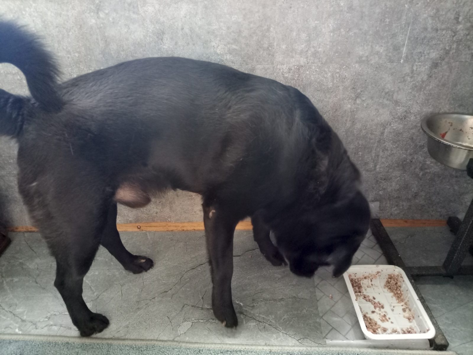 Lost Dog in Bournemouth, England — listing photo