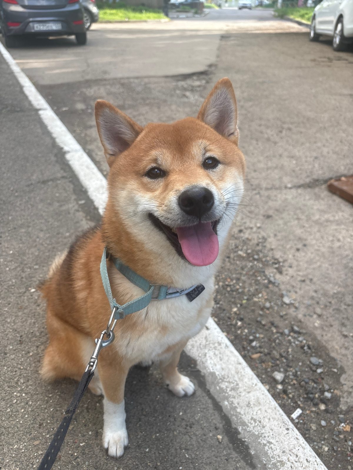 Lost Dog in Nottingham, England — listing photo