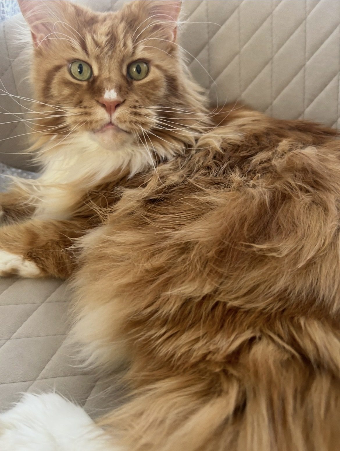 Lost Cat in Edinburgh, Scotland — listing photo