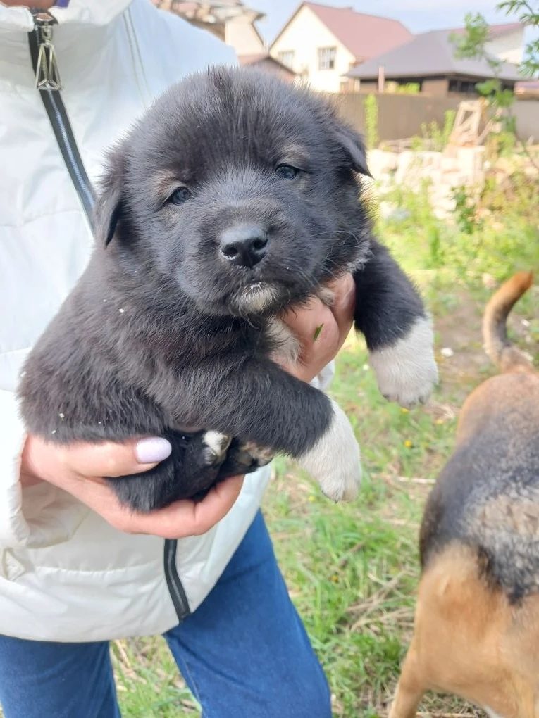 Lost Dog in Nottingham, England — Have you seen this dog in Nottingham?