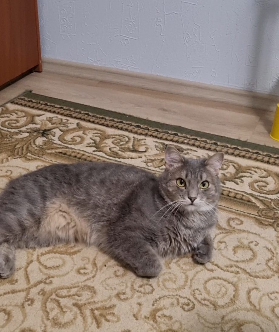 Lost Cat in Milton Keynes, England — Have you seen this cat in Milton Keynes?