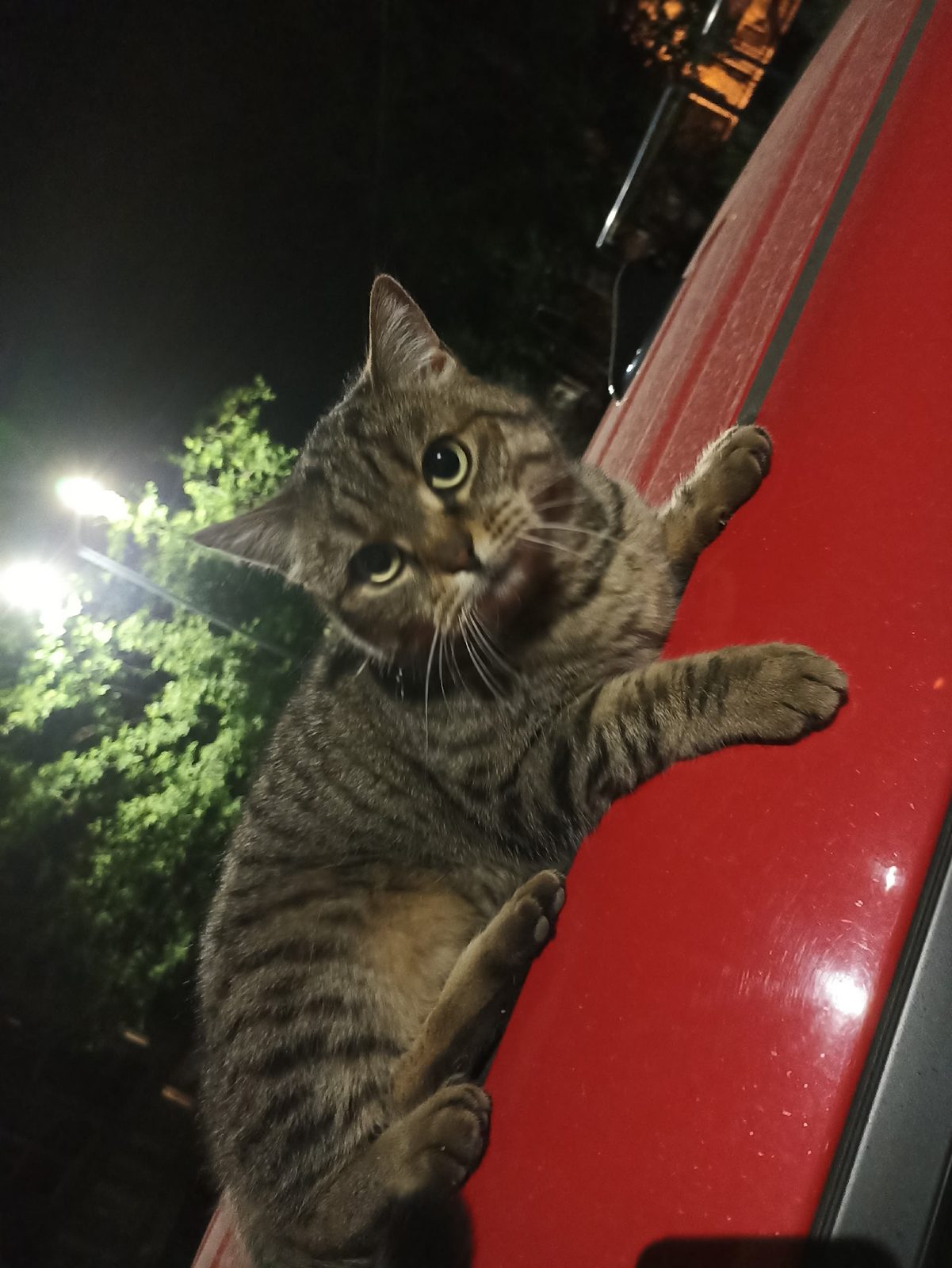 Found Cat in York, England — listing photo