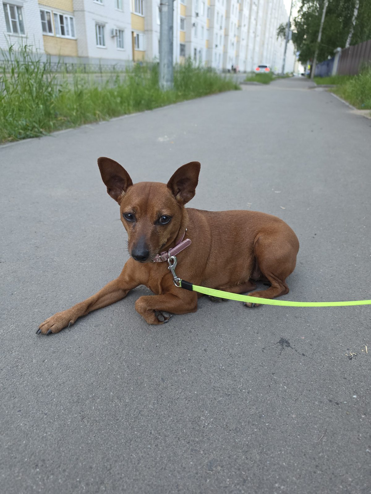 Found Dog in Leicester, England — listing photo