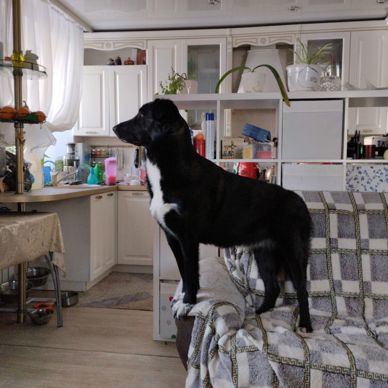 Lost Dog in Bolton, England Lost Dog in Bolton, England — listing photo