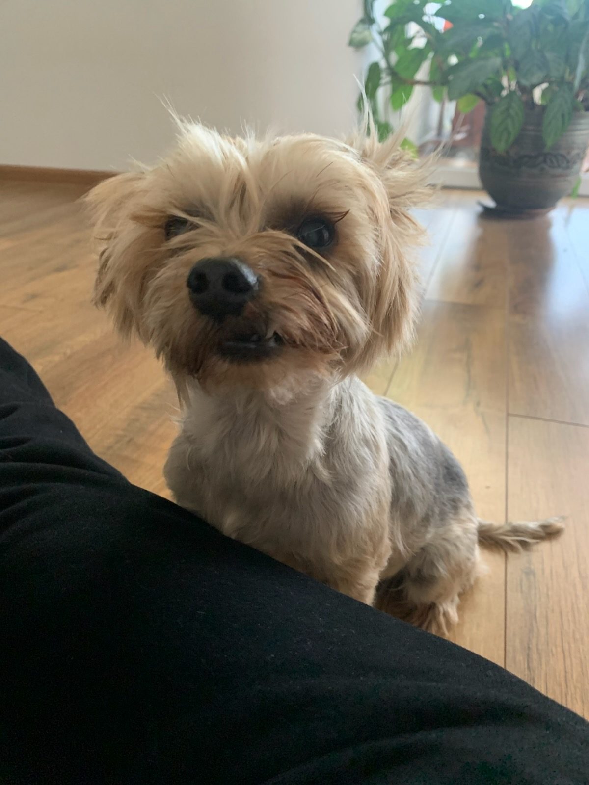 Found Dog in Middlesbrough, England — listing photo