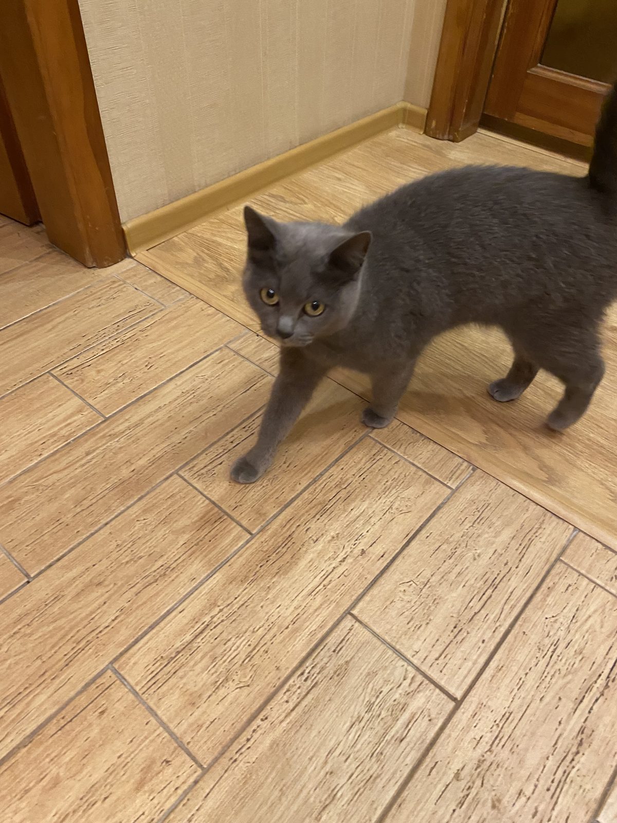 Found Cat in Norwich, England — Cat found safe in Norwich