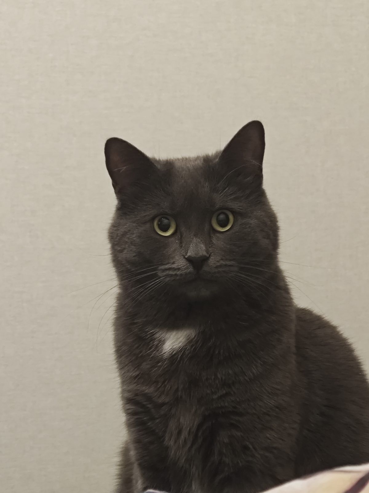 Lost Cat in Edinburgh, Scotland — listing photo