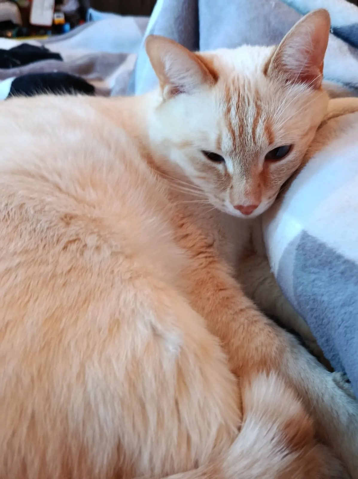 Lost Cat in Huddersfield, England: Have you seen this cat in Huddersfield? Lost Cat in Huddersfield, England — Have you seen this cat in Huddersfield?