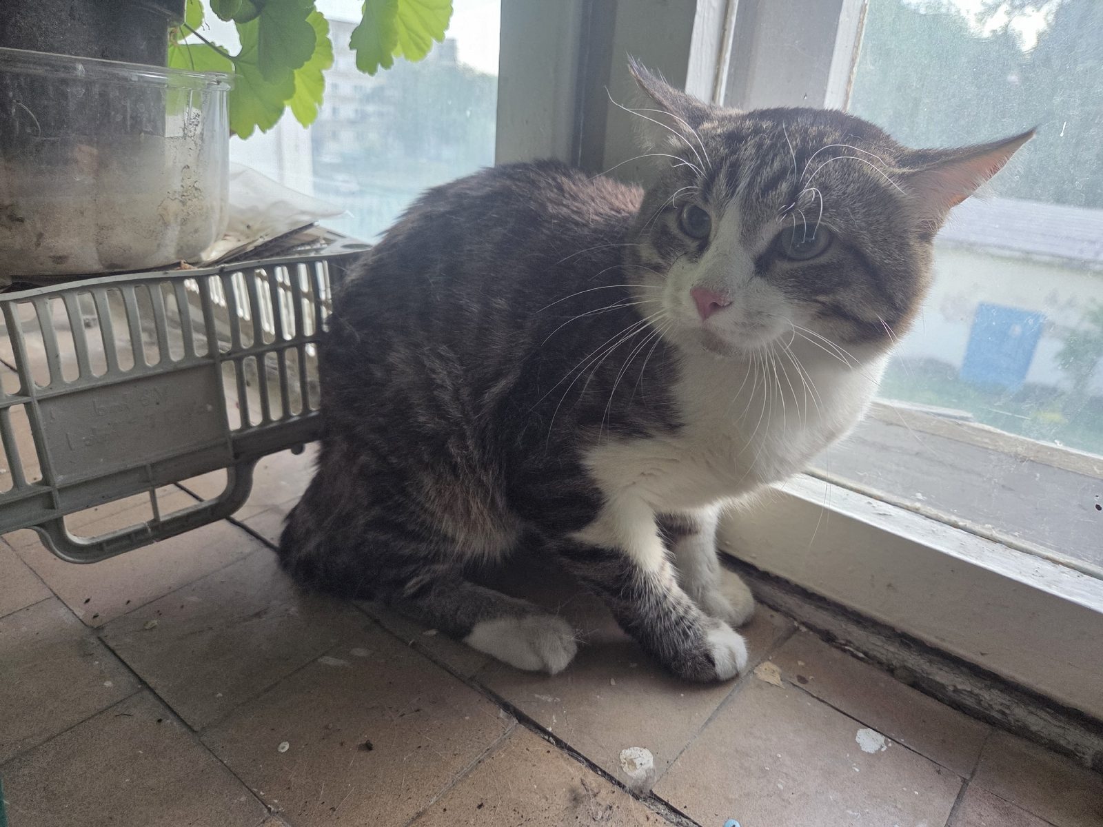 Found Cat in Southampton, England — Stray cat found in Southampton