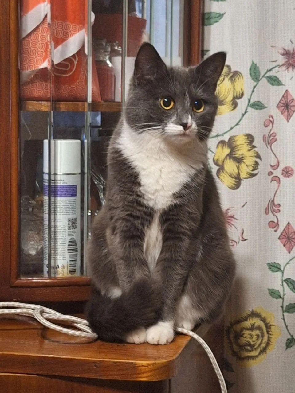 Lost Cat in Belfast, Northern Ireland — Have you seen this cat in Belfast?