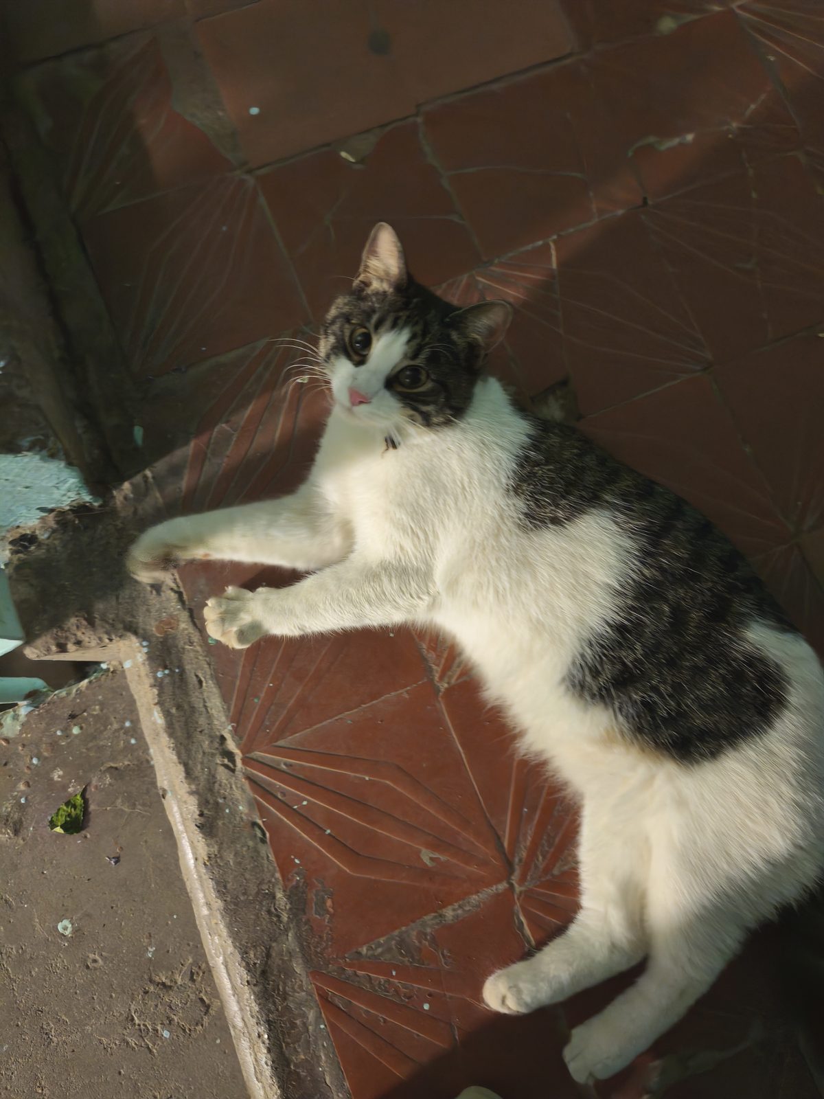 Found Cat in Plymouth, England — Cat found in Plymouth