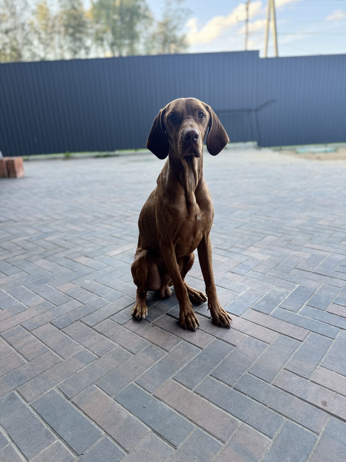 Lost Dog in Glasgow, Scotland — listing photo
