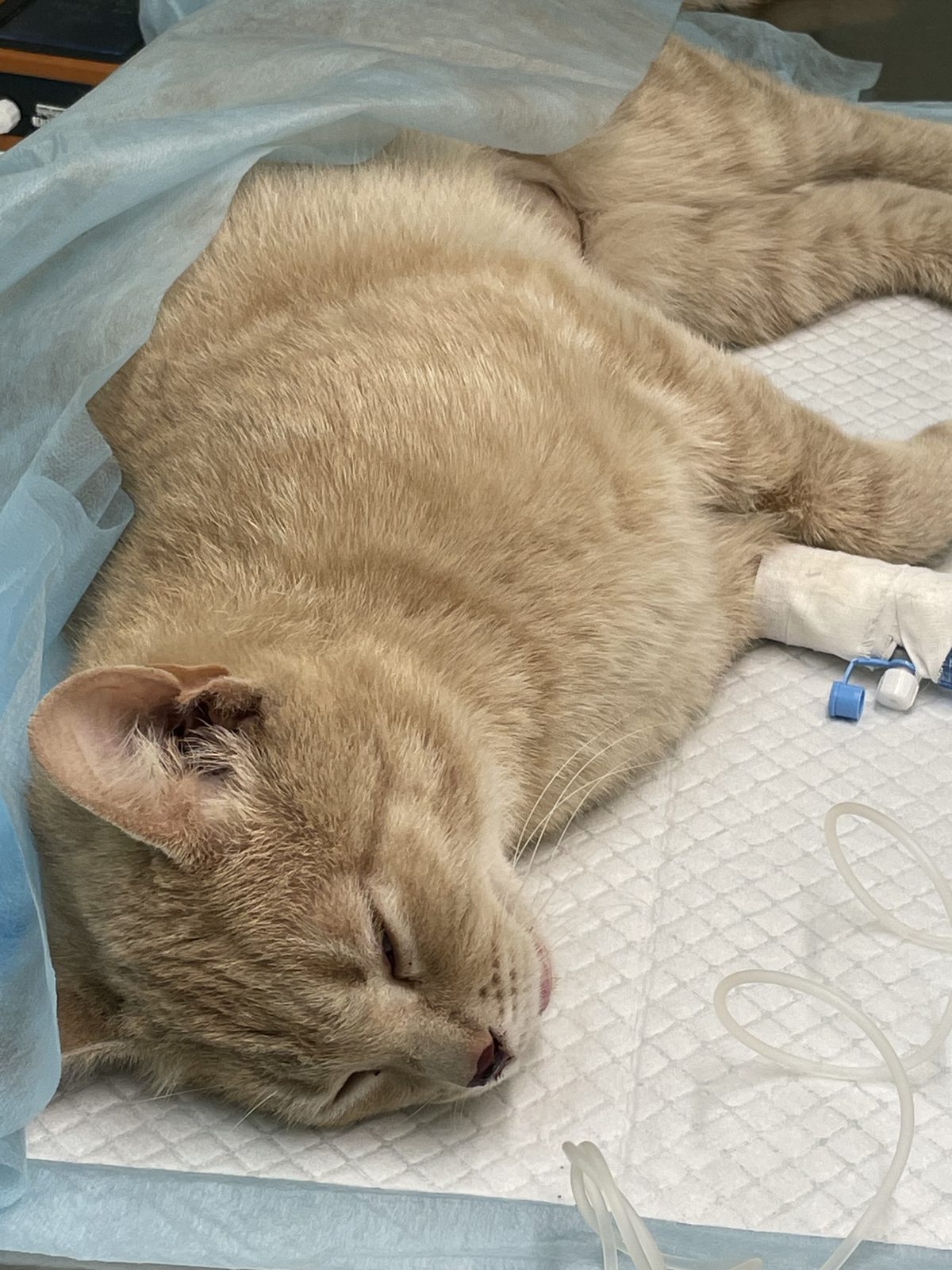 Found Cat in Leeds, England — Cat found safe in Leeds