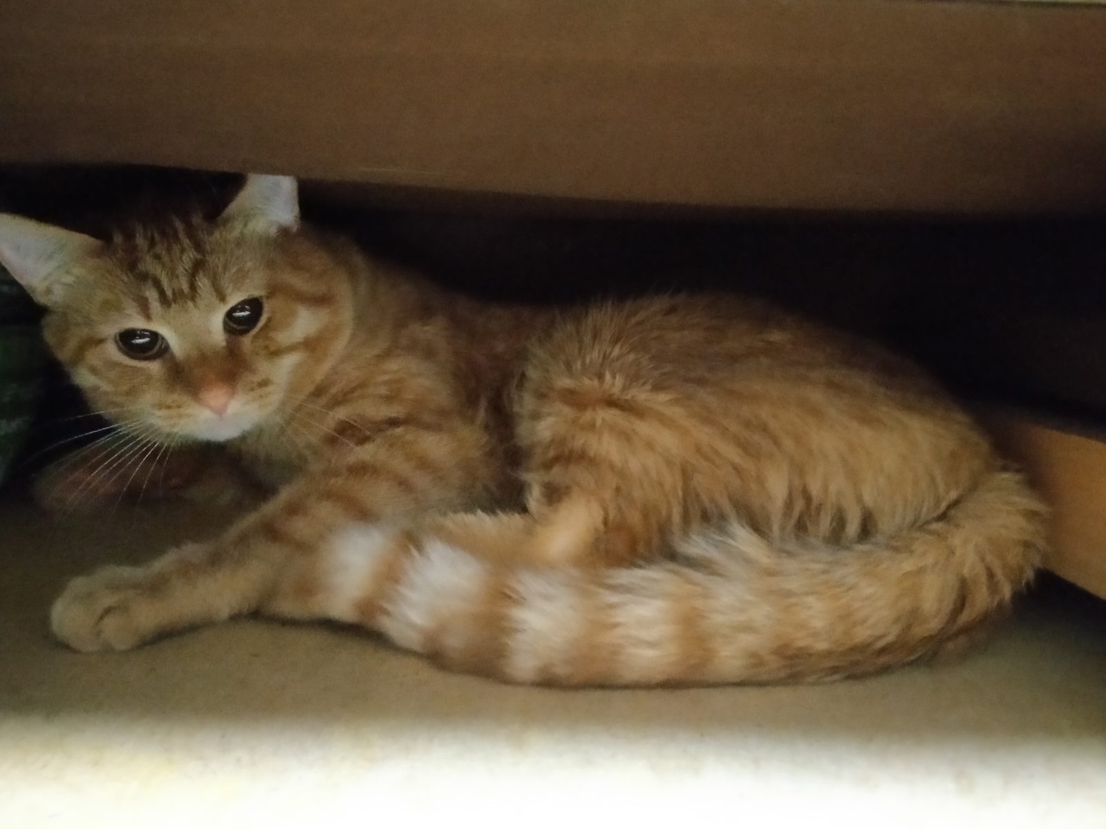Found Cat in Exeter, England — listing photo