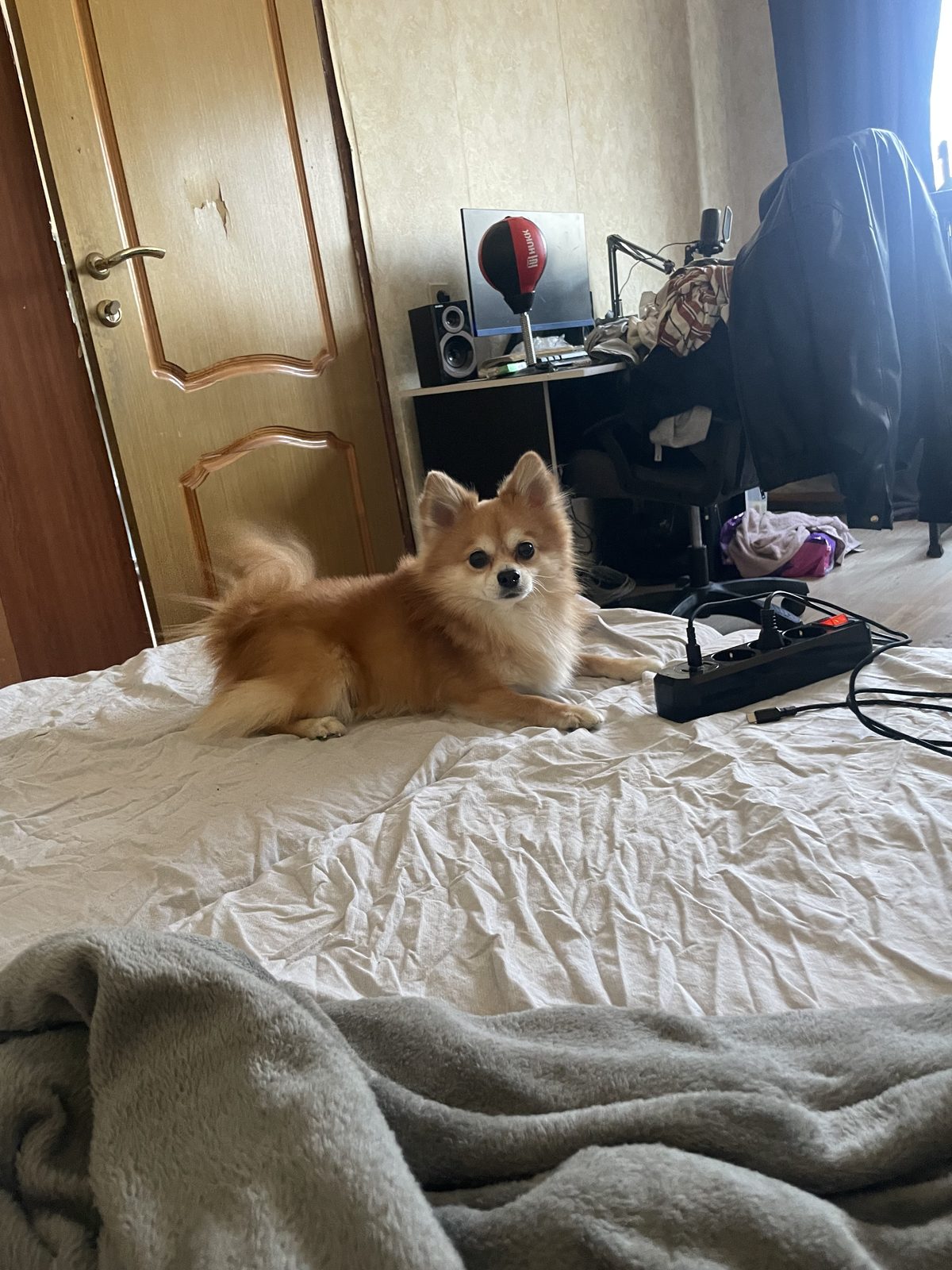 Lost Dog in Stoke-on-Trent, England — listing photo