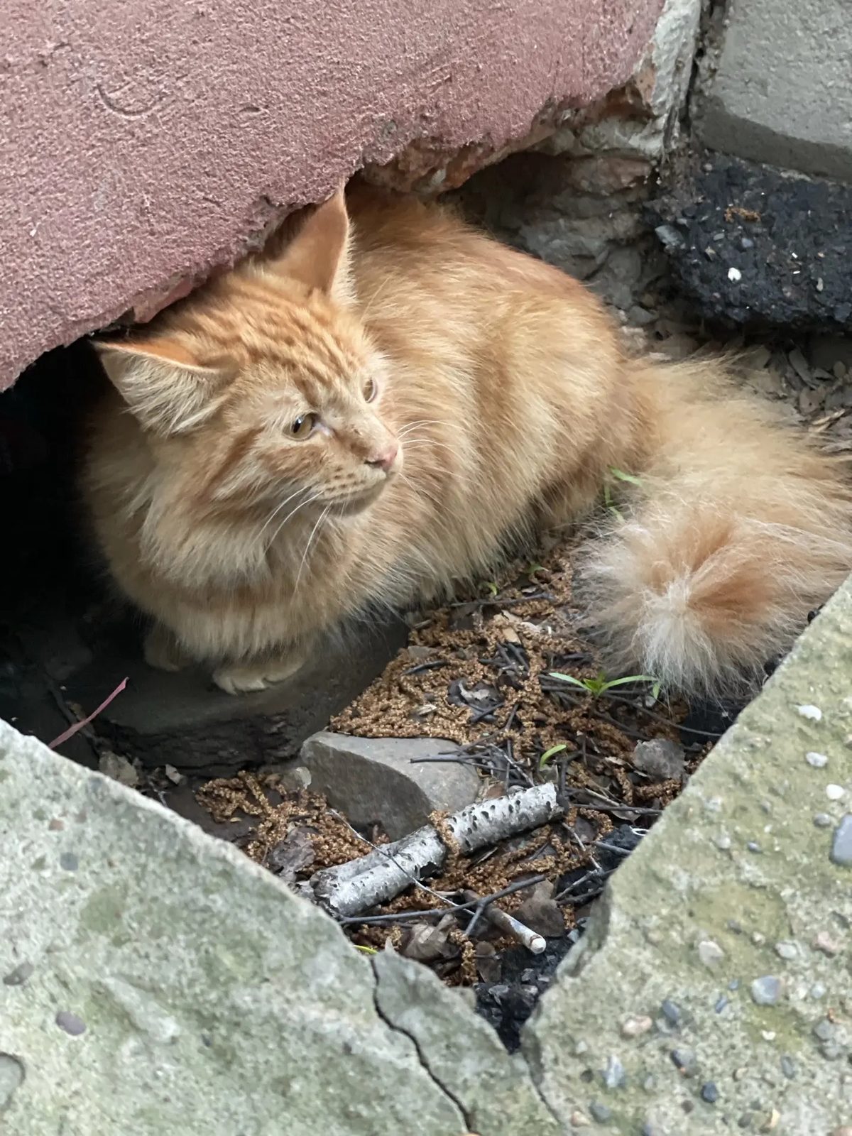 Found Cat in Kingston upon Hull, England — listing photo