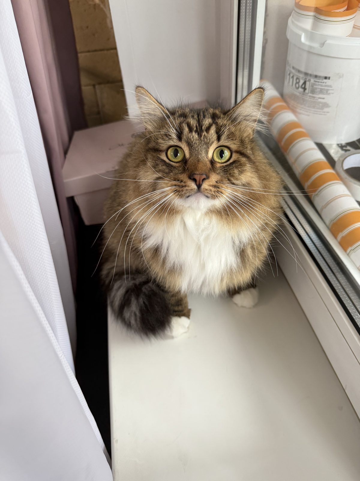 Lost Cat in Exeter, England — listing photo