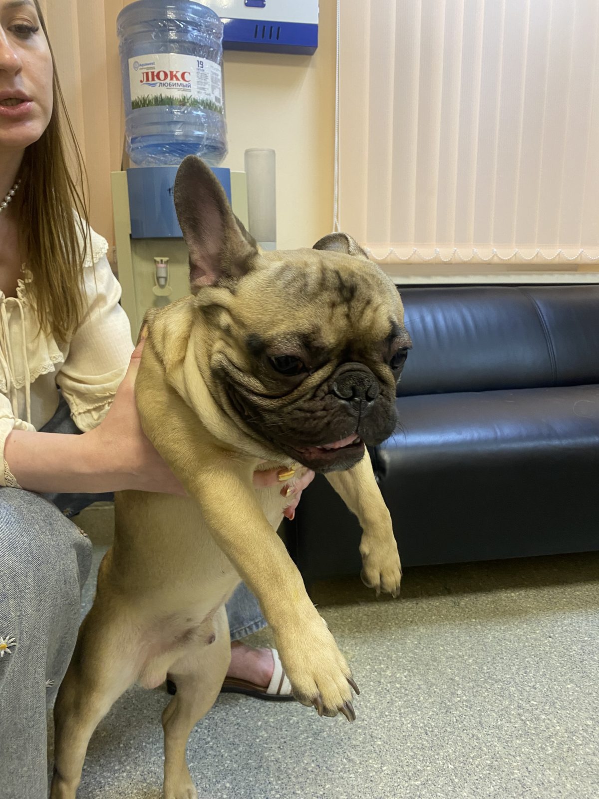 Found Dog in Luton, England — Stray dog found in Luton