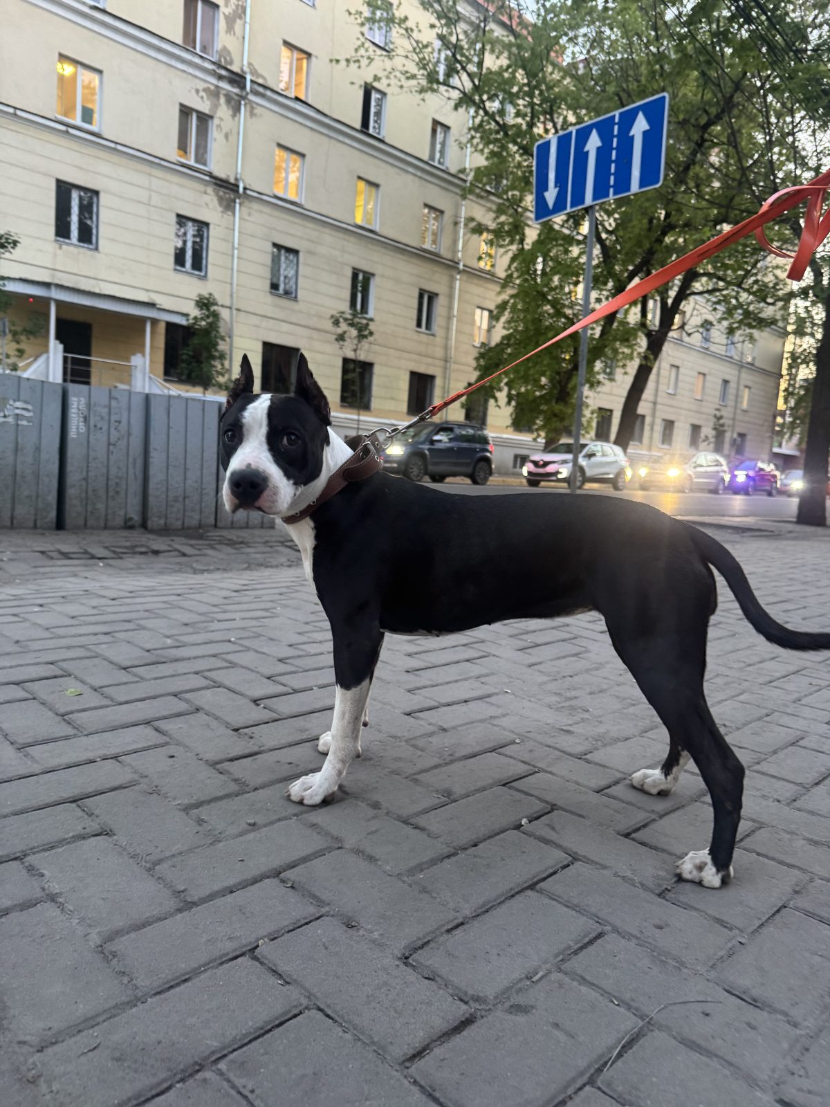 Found Dog in Stoke-on-Trent, England — Dog found in Stoke-on-Trent