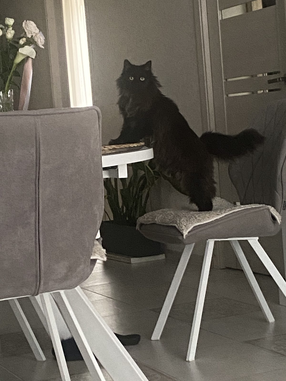 Lost Cat in Swindon, England Lost Cat in Swindon, England — listing photo