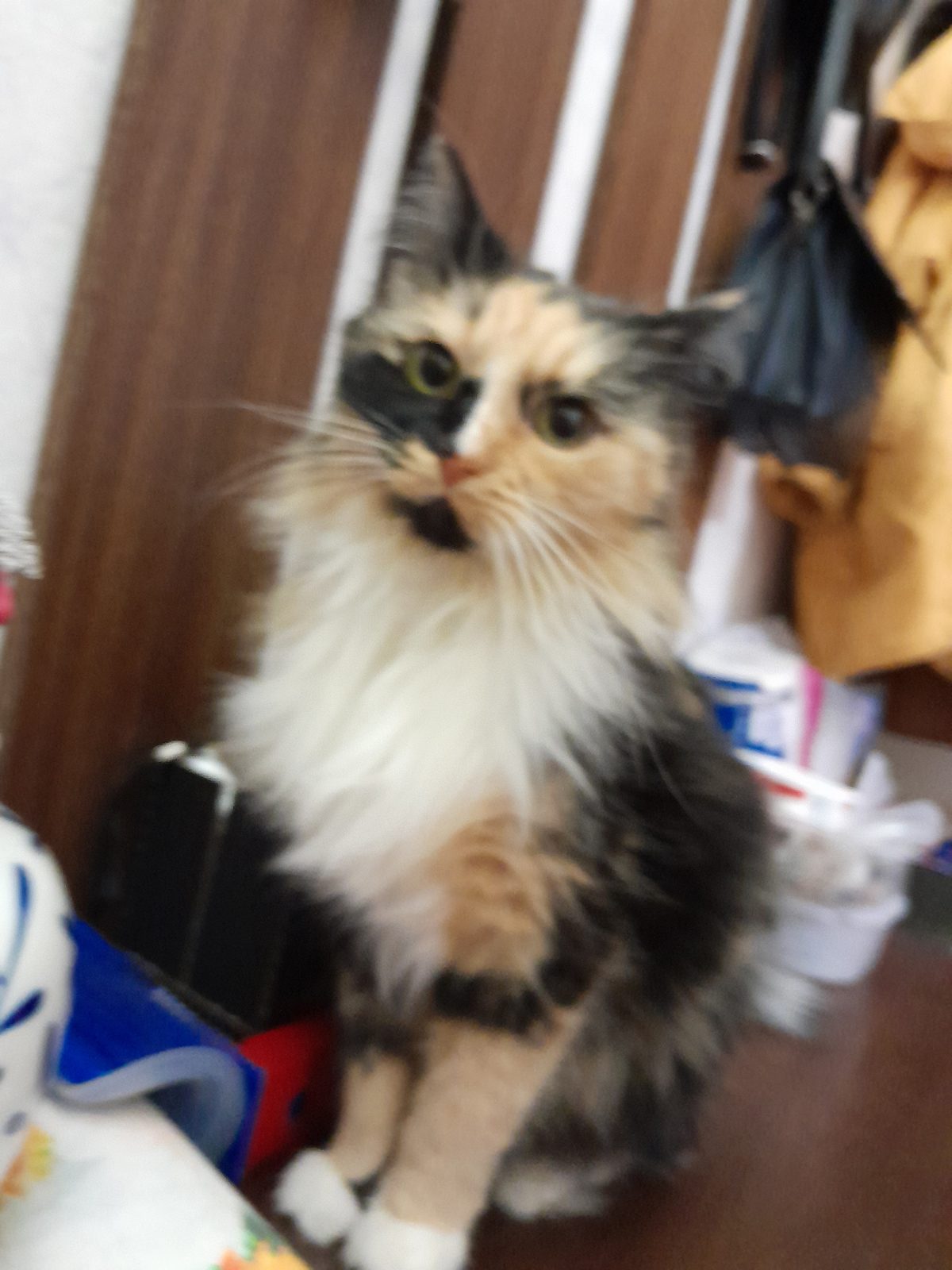 Lost Cat in Bolton, England Lost Cat in Bolton, England — listing photo