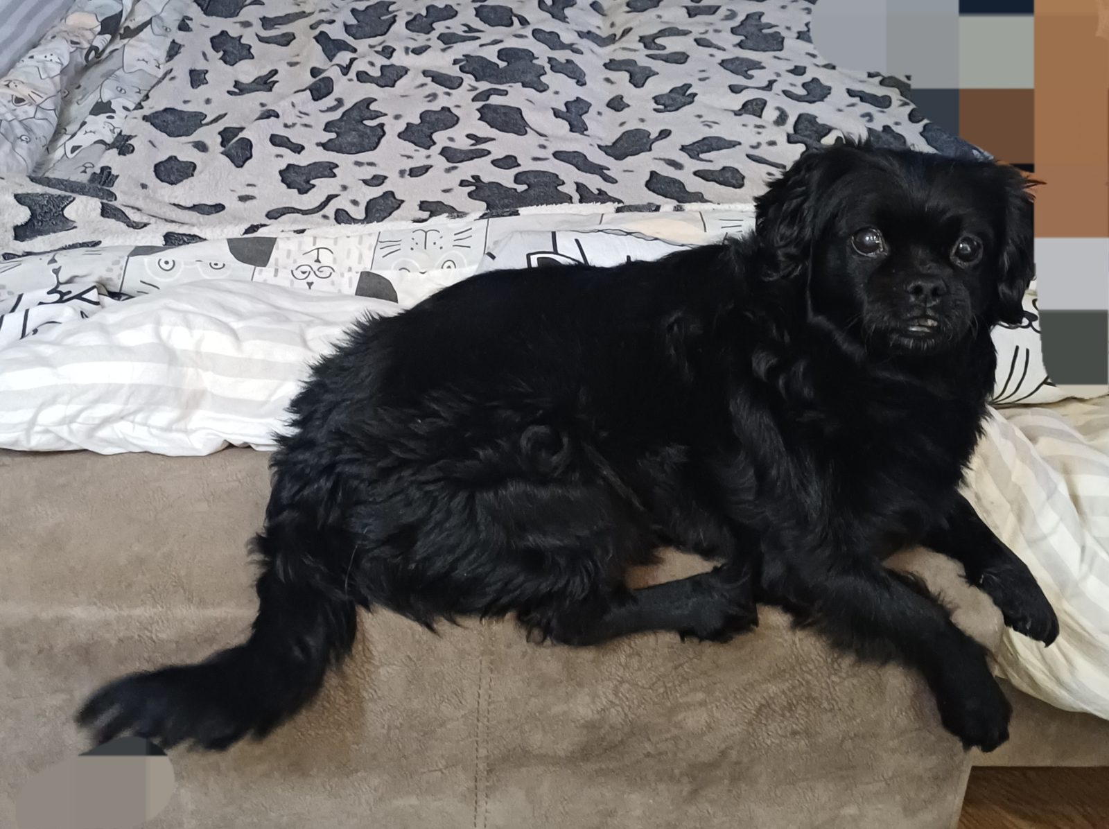 Lost Dog in Luton, England Lost Dog in Luton, England — listing photo