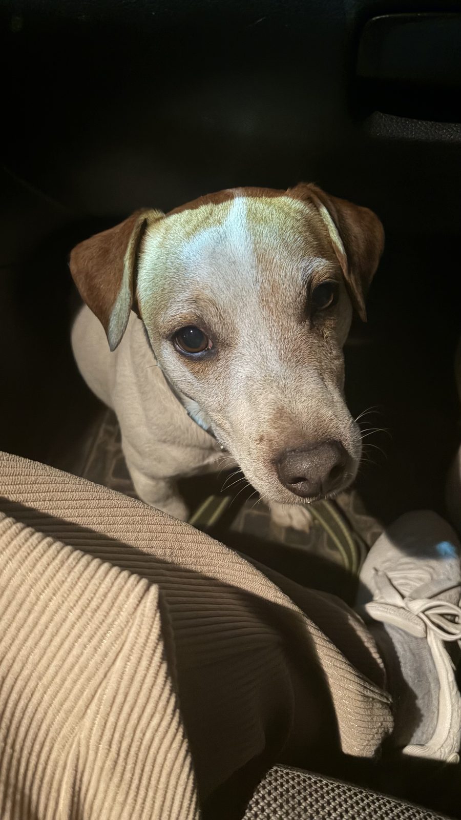 Found Dog in Leicester, England — listing photo