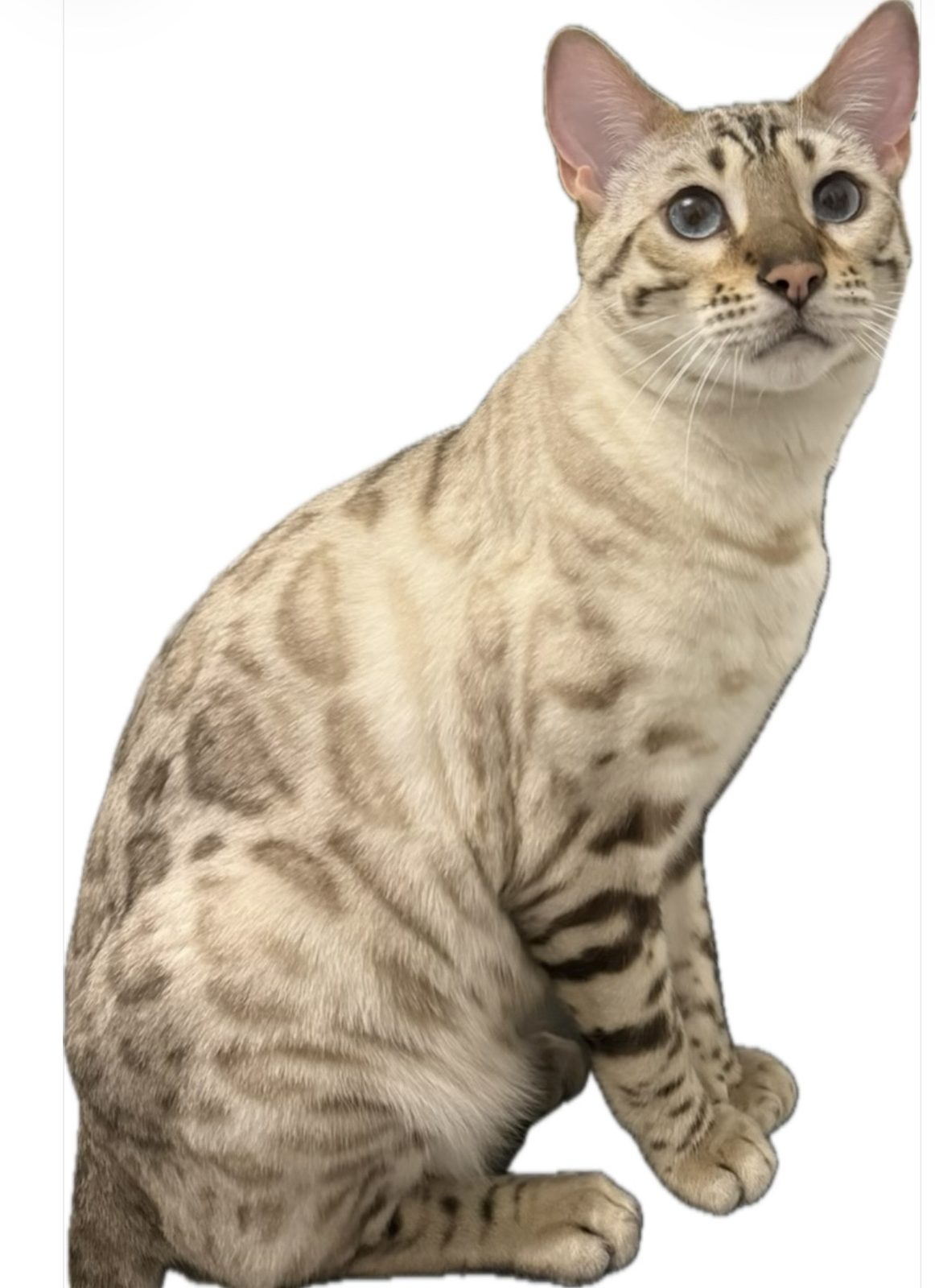 Lost Cat in Belfast, Northern Ireland — listing photo