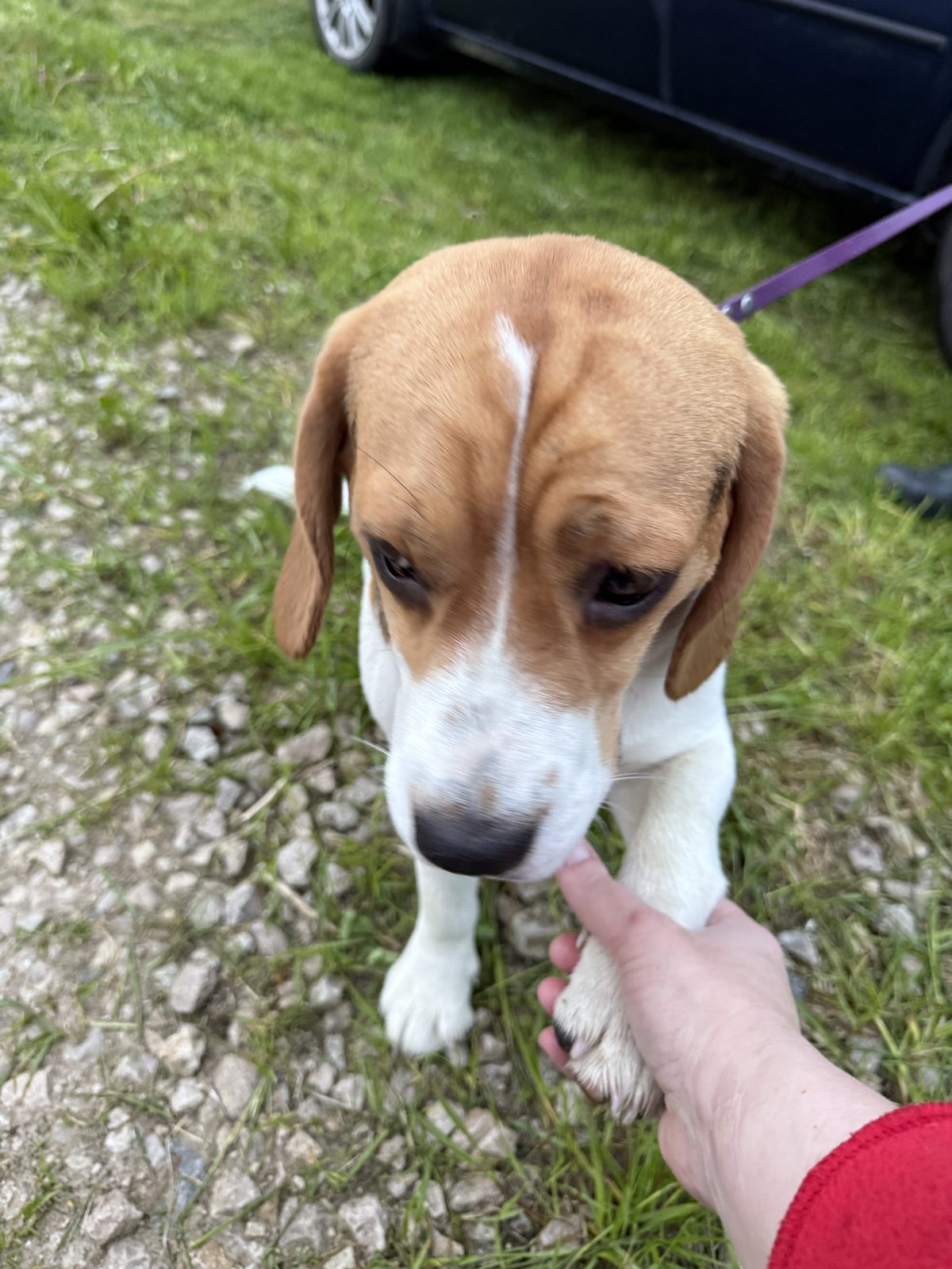 Found Dog in York, England — listing photo