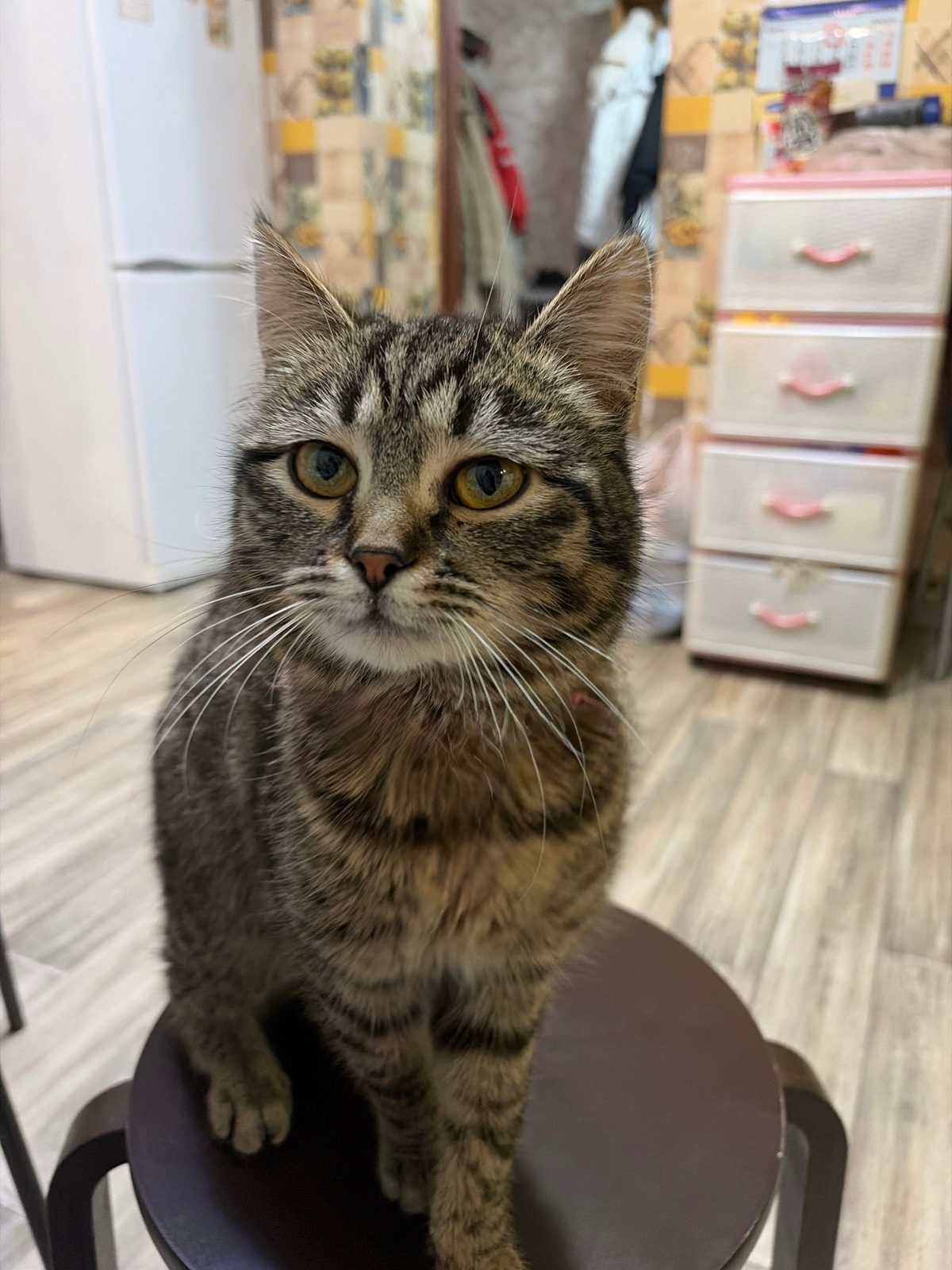 Lost Cat in Cambridge, England — Have you seen this cat in Cambridge?