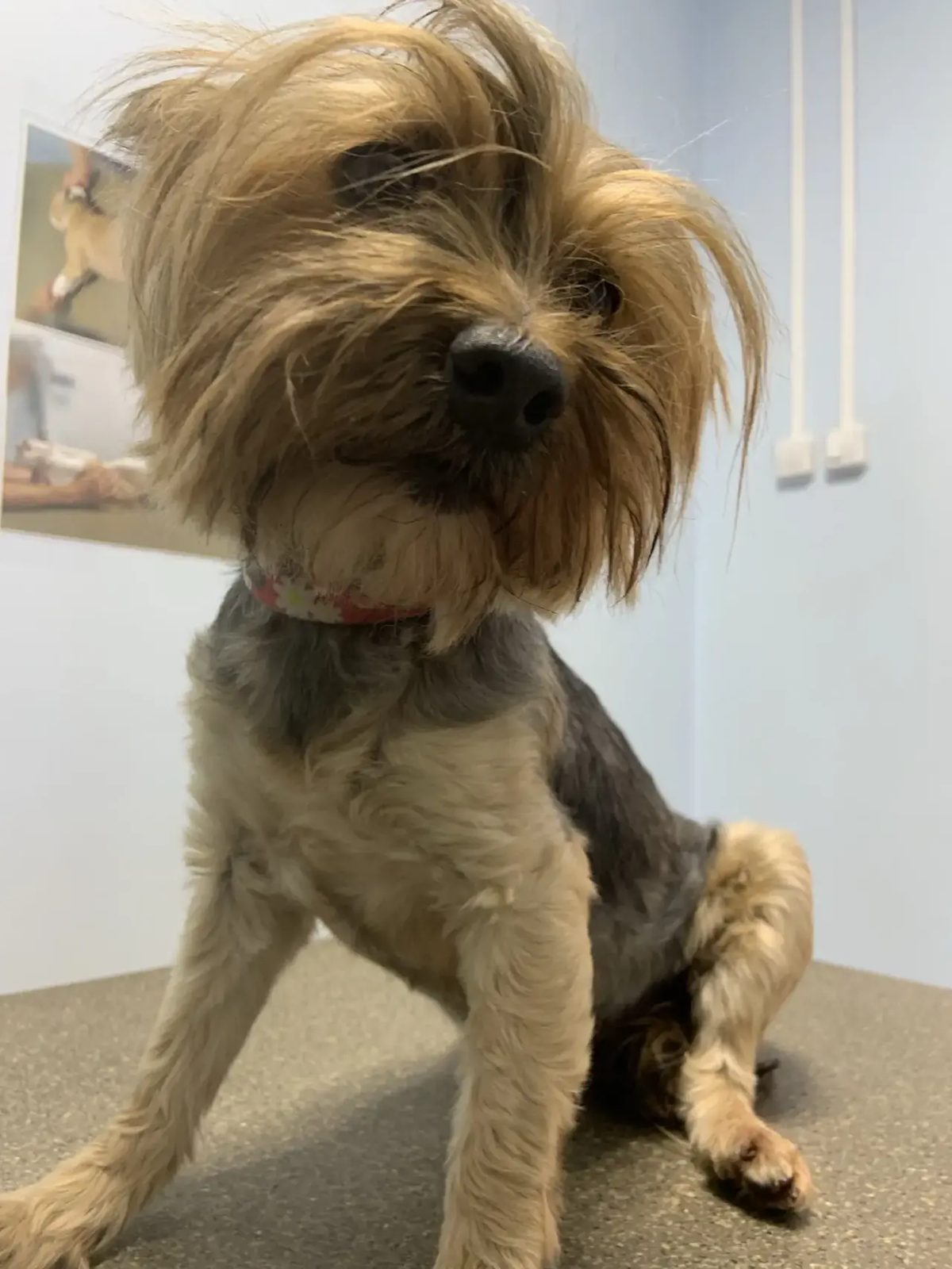Found Dog in Dundee, Scotland — Dog found safe in Dundee